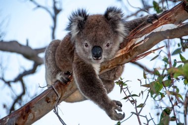 bir ağaç üzerinde Koala