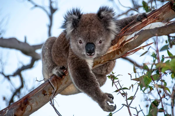 bir ağaç üzerinde Koala