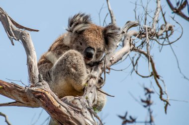 Ağaçtaki koala.