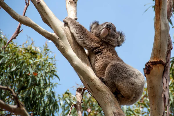 Ağaçtaki koala.