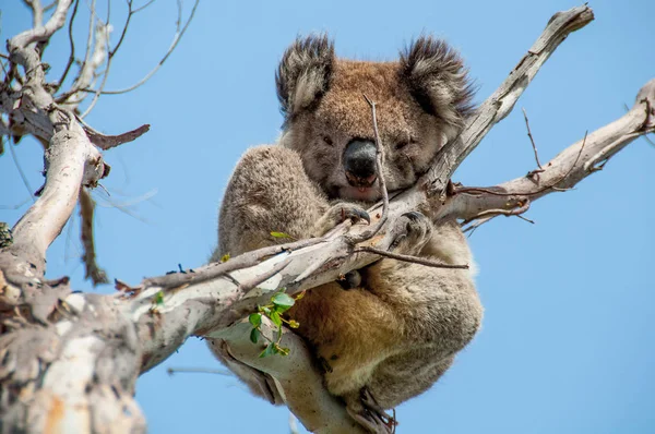 Ağaçtaki koala.