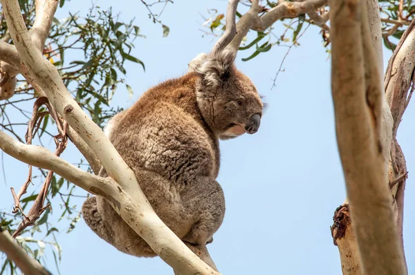 Ağaçtaki koala.