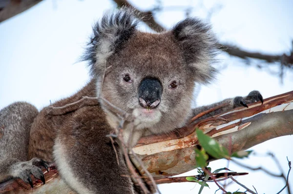 Ağaçtaki koala.