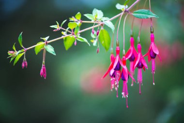 Menekşe çiçek Bahçe