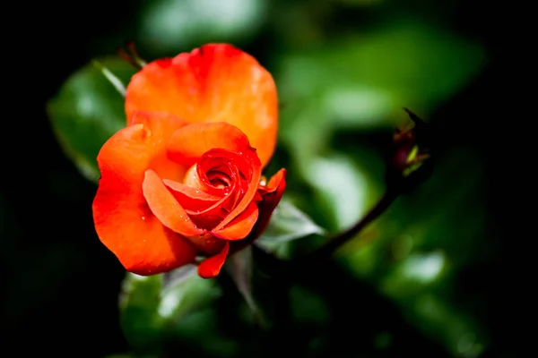 Red Roses in a garden — Stock Photo, Image