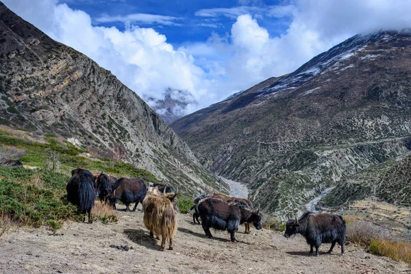 Nepal. Annapurna devre. Himalayalar