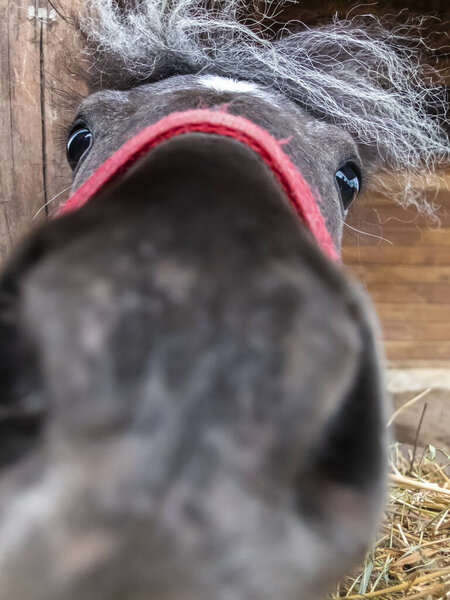 Close Curious Horse Nose Royalty Free Stock Photos