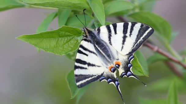 prachtvoller Schwalbenschwanz-Schmetterling ruht auf frühlingsgrünem Blatt