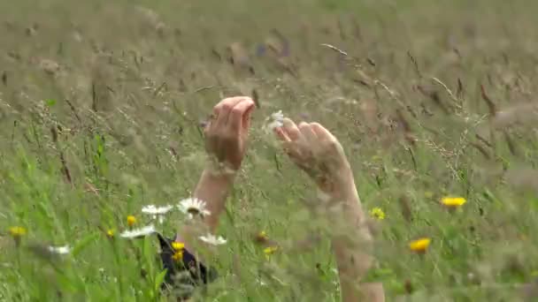 Žena ruce hrát s sedmikráska květ stanovených v trávě 4k