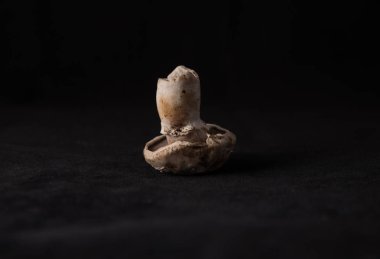 Yerel lezzetli mantar