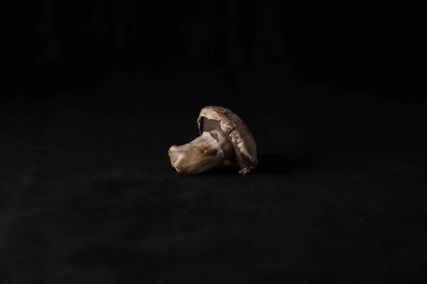 로컬 맛 있는 버섯 — 스톡 사진