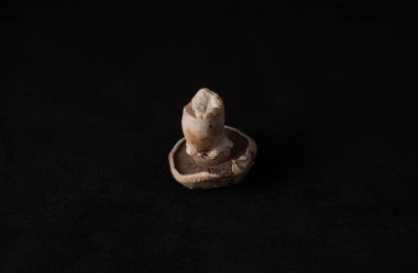 Yerel lezzetli mantar