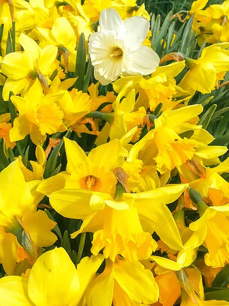 Sarı nergis ve bir beyaz nergis