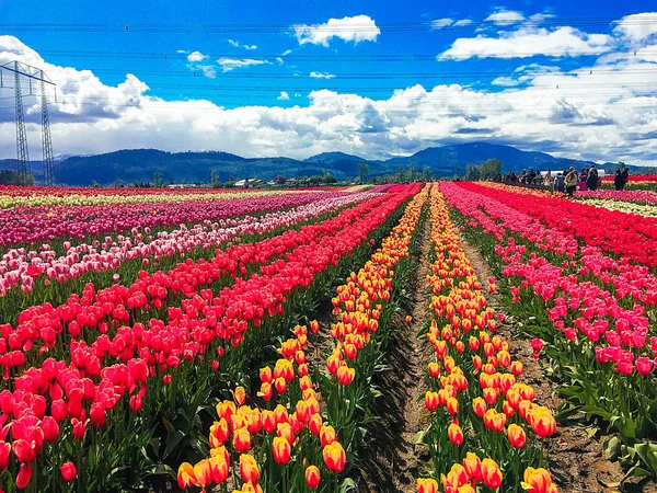 Lale ve mavi gökyüzü alanı