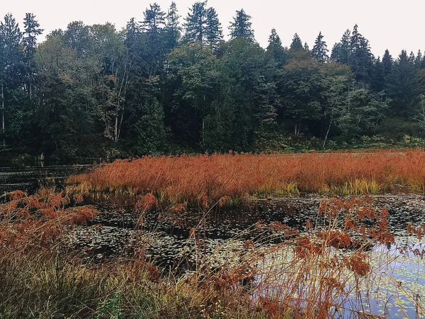 Ormana karşı sazlık ile göl