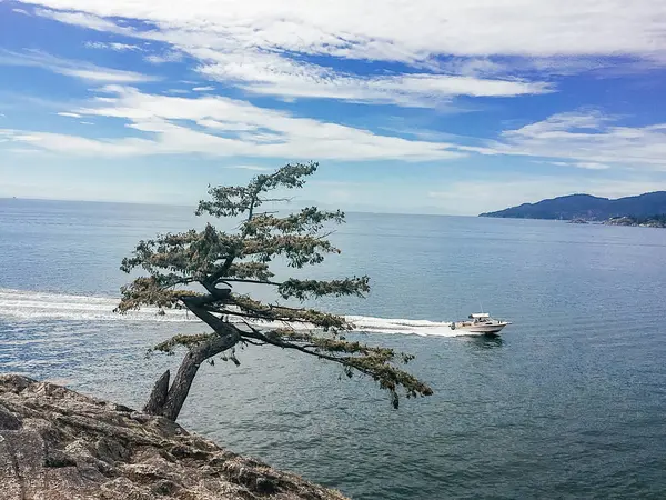 悬崖上俯瞰大海的树 — 图库照片