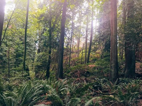 Ormanın içinden geçen güneş