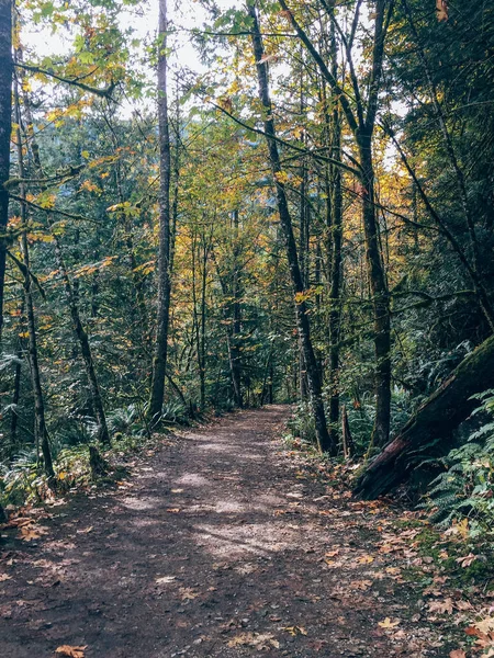 Ścieżka Leśna Przez Drzewa — Zdjęcie stockowe