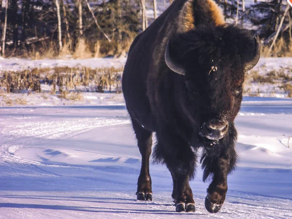 Bison kar üzerinden yürüyüş
