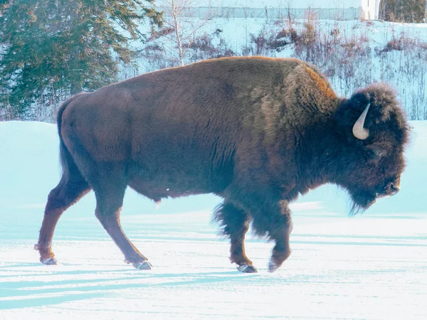 Bison kar üzerinden yürüyüş