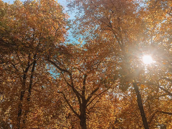 sarı yaprakların ağaçlarda