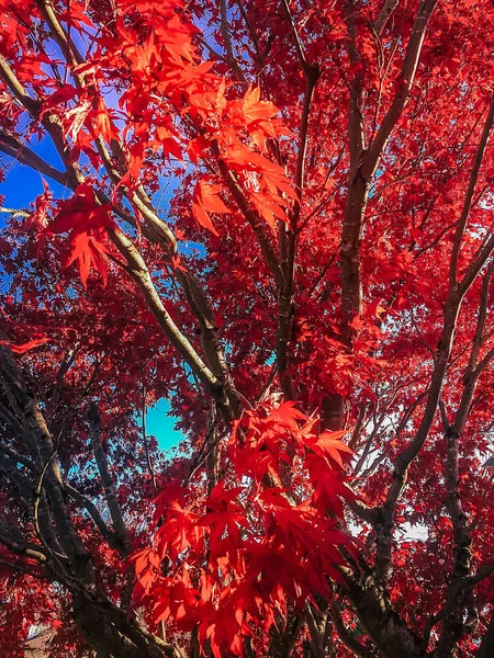 Kırmızı akçaağaç yaprakları ve mavi gökyüzü