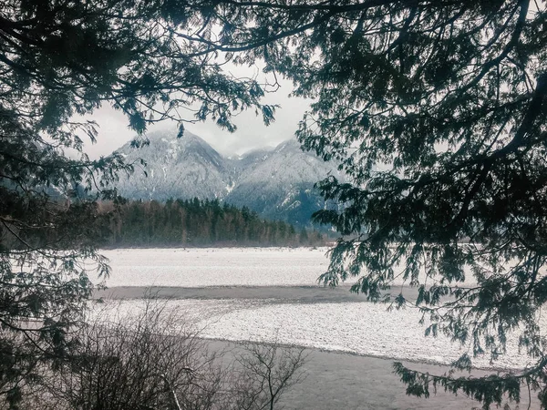 Ağaçların içinden karlı dağ