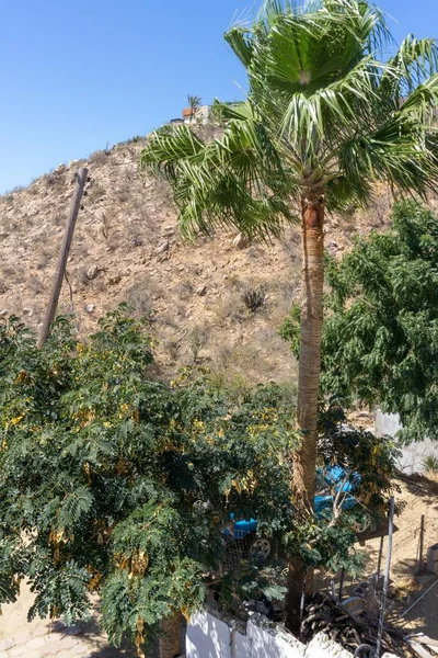 Kaktüs bir kesme tahtası üzerinde