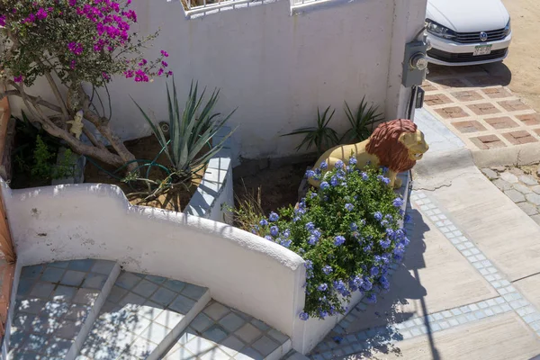 Kaktüs bir kesme tahtası üzerinde