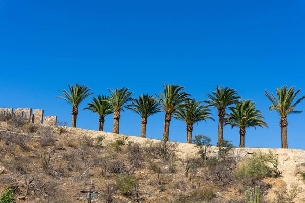 Kaktüs bir kesme tahtası üzerinde
