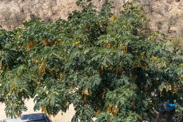 Kaktüs bir kesme tahtası üzerinde