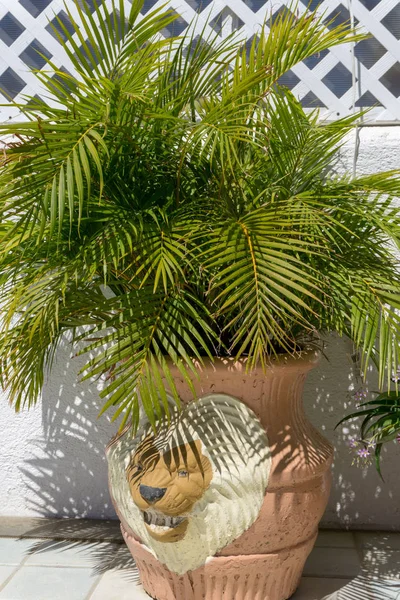 Kaktüs bir kesme tahtası üzerinde