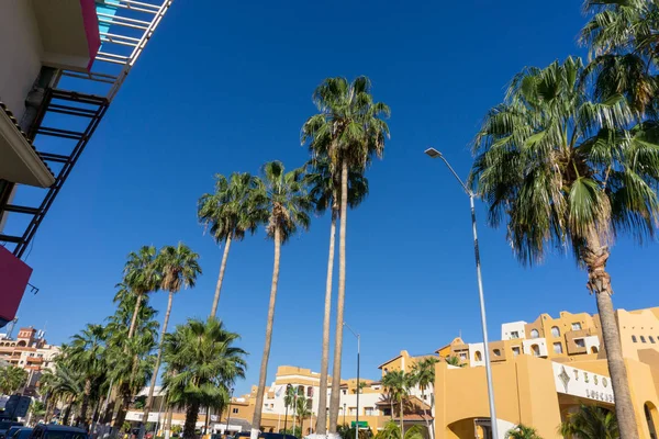 Kaktüs bir kesme tahtası üzerinde