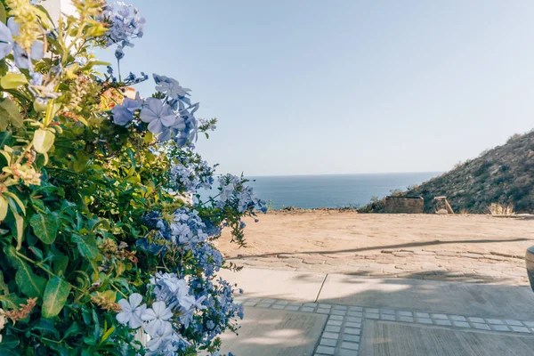 Toprak yol okyanus tarafından yakınındaki mavi çiçekleri