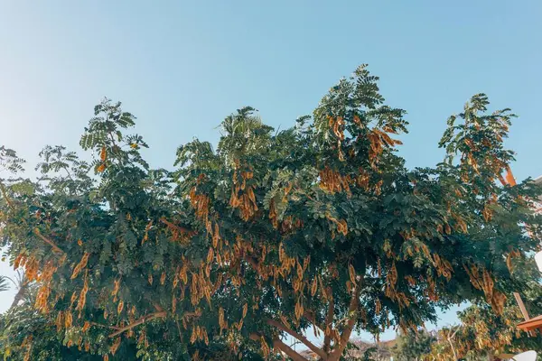Tohumu Pod ağaç mavi gökyüzü karşı