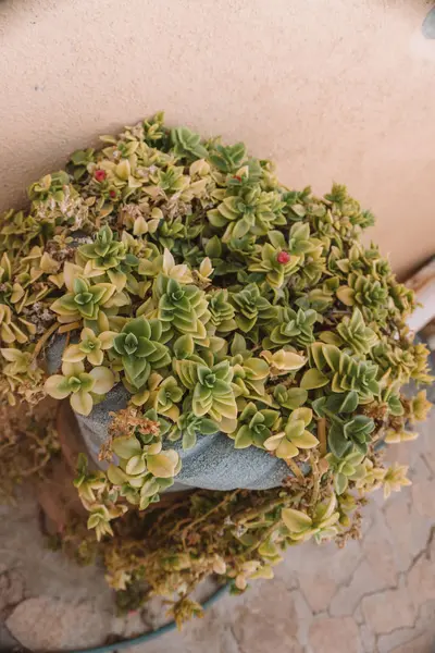 Yeşil Saksılı Ev Bitkisi