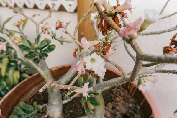 Beyaz Çiçekli Küçük Saksıağacı