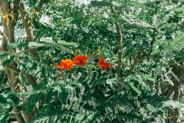 Yeşil Yapraklı Ağaçta Büyüyen Küçük Turuncu Çiçekler