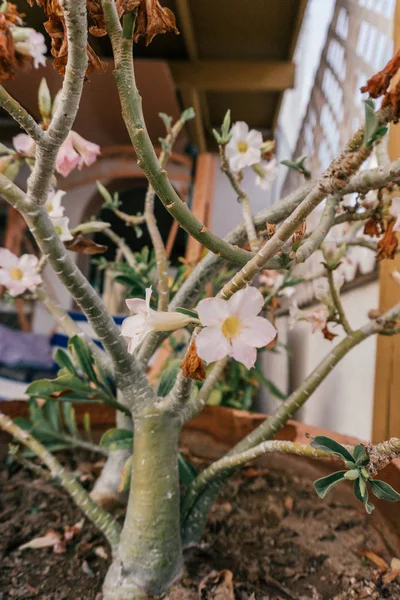 Beyaz Çiçekli Küçük Ağaç