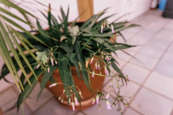 Bir Bitki Tenceresinde Küçük Pembe ve Beyaz Çiçeklerin Yakın Çekim Görünümü