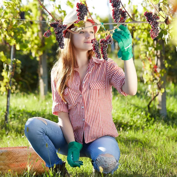 Mulher loira bonita colhendo uvas ao ar livre na vinha — Fotografia de Stock