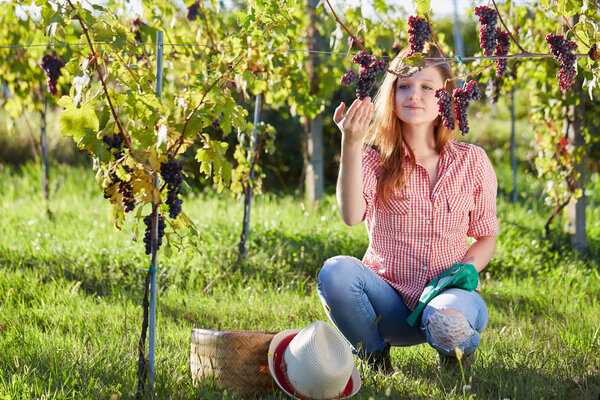 Beautiful young blonde woman harvesting grapes outdoors in vineyard
