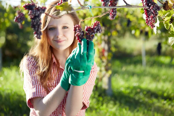Mulher loira bonita colhendo uvas ao ar livre na vinha — Fotografia de Stock