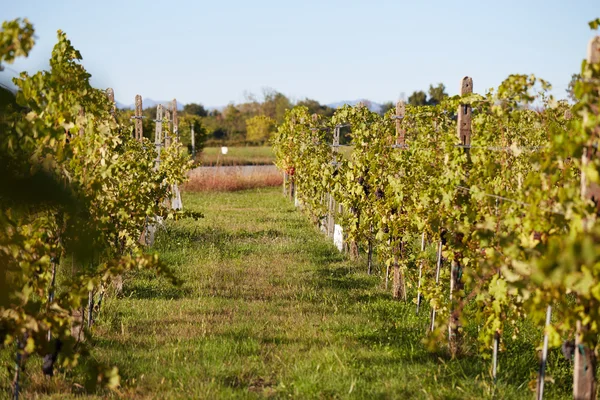 Weinberg Italien Novara — Stockfoto