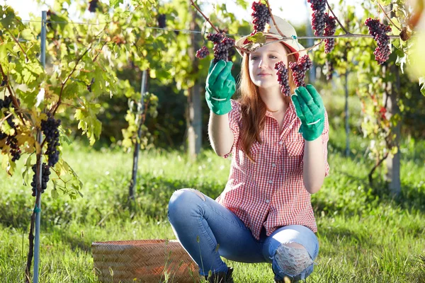 Mulher loira bonita colhendo uvas ao ar livre na vinha — Fotografia de Stock