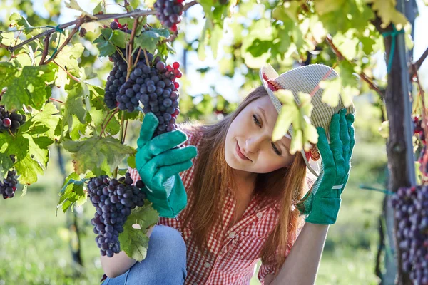 Mulher loira bonita colhendo uvas ao ar livre na vinha — Fotografia de Stock