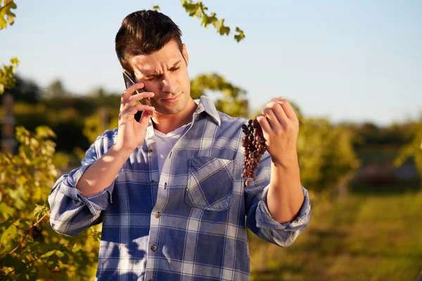 Winemaker in vineyard picking blue grapes and talking to mobile — Stock Photo, Image