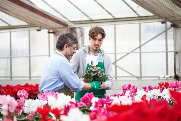 Två lyckliga män arbetar tillsammans som trädgårdsmästare i plantskolan butiken — Stockfoto