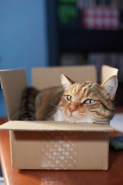 Teslimat kutusunda güzel bir Avrupalı kedi