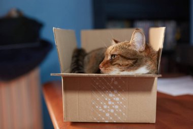 Teslimat kutusunda güzel bir Avrupalı kedi